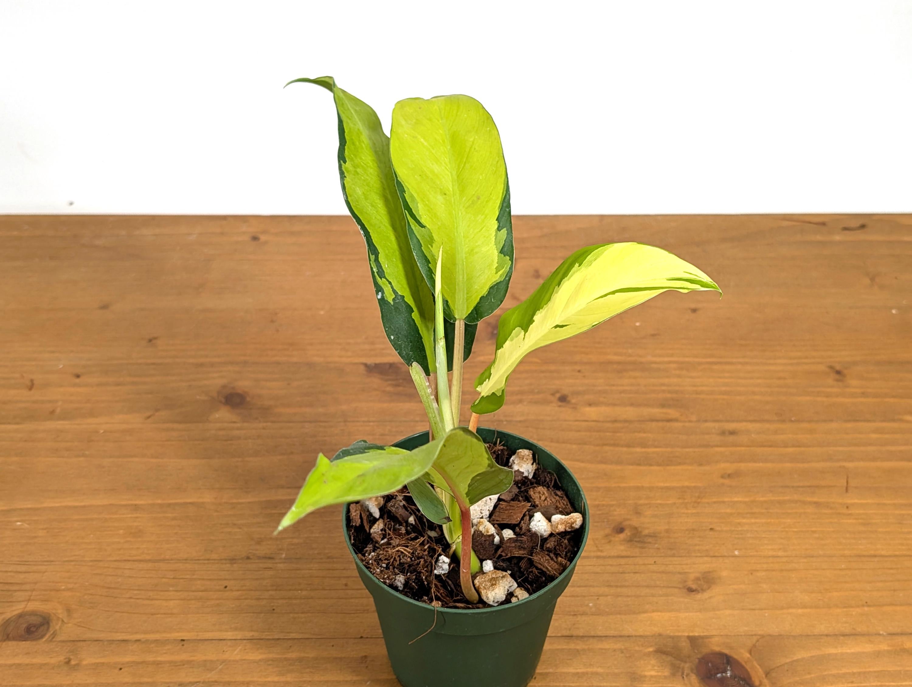 Philodendron Thai Sunrise 4 inch pot