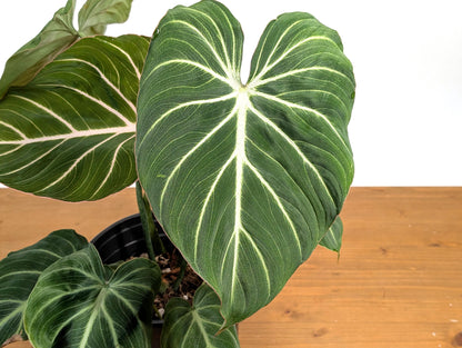 Philodendron Gloriosum &