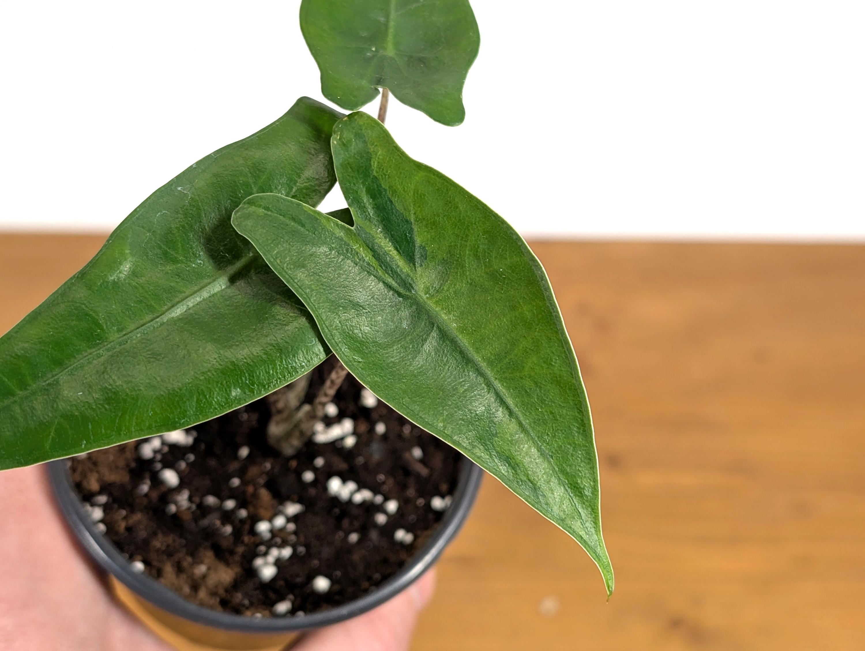 Variegated Alocasia Zebrina 4 inch Pot Live Tropical Houseplant Fast Growing Indoor Plant