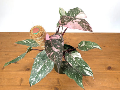 Philodendron Pink Princess Galaxy Variegated Plant in 6 Inch Pot With Coco Pole