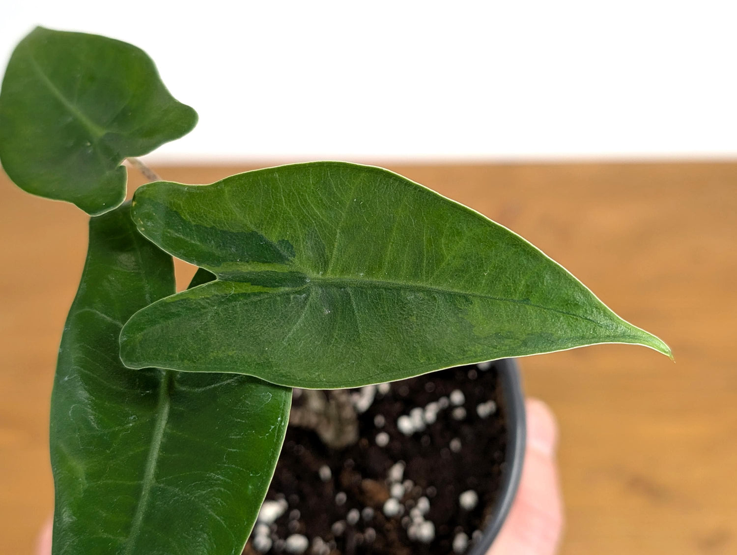 Variegated Alocasia Zebrina 4 inch Pot Live Tropical Houseplant Fast Growing Indoor Plant