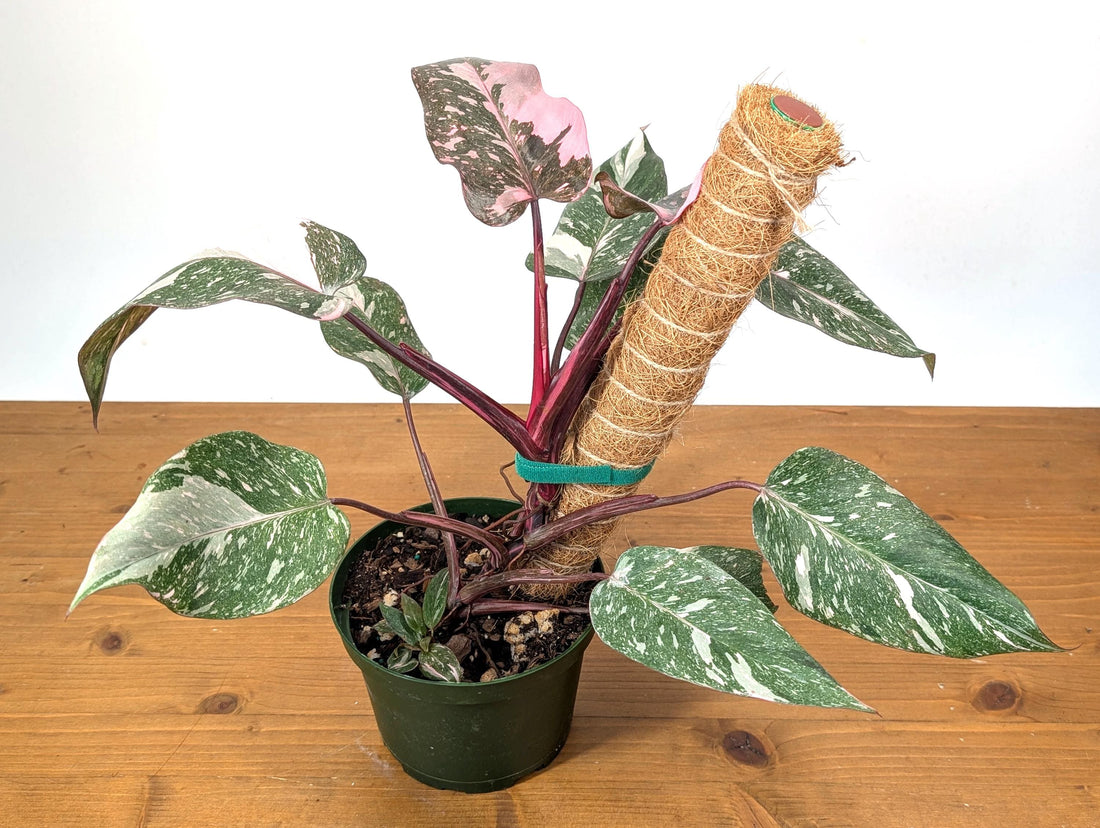 Philodendron Pink Princess Galaxy Variegated Plant in 6 Inch Pot With Coco Pole