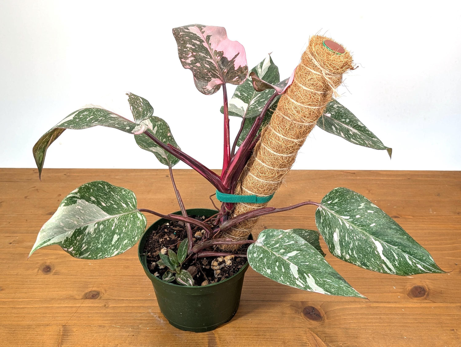 Philodendron Pink Princess Galaxy Variegated Plant in 6 Inch Pot With Coco Pole