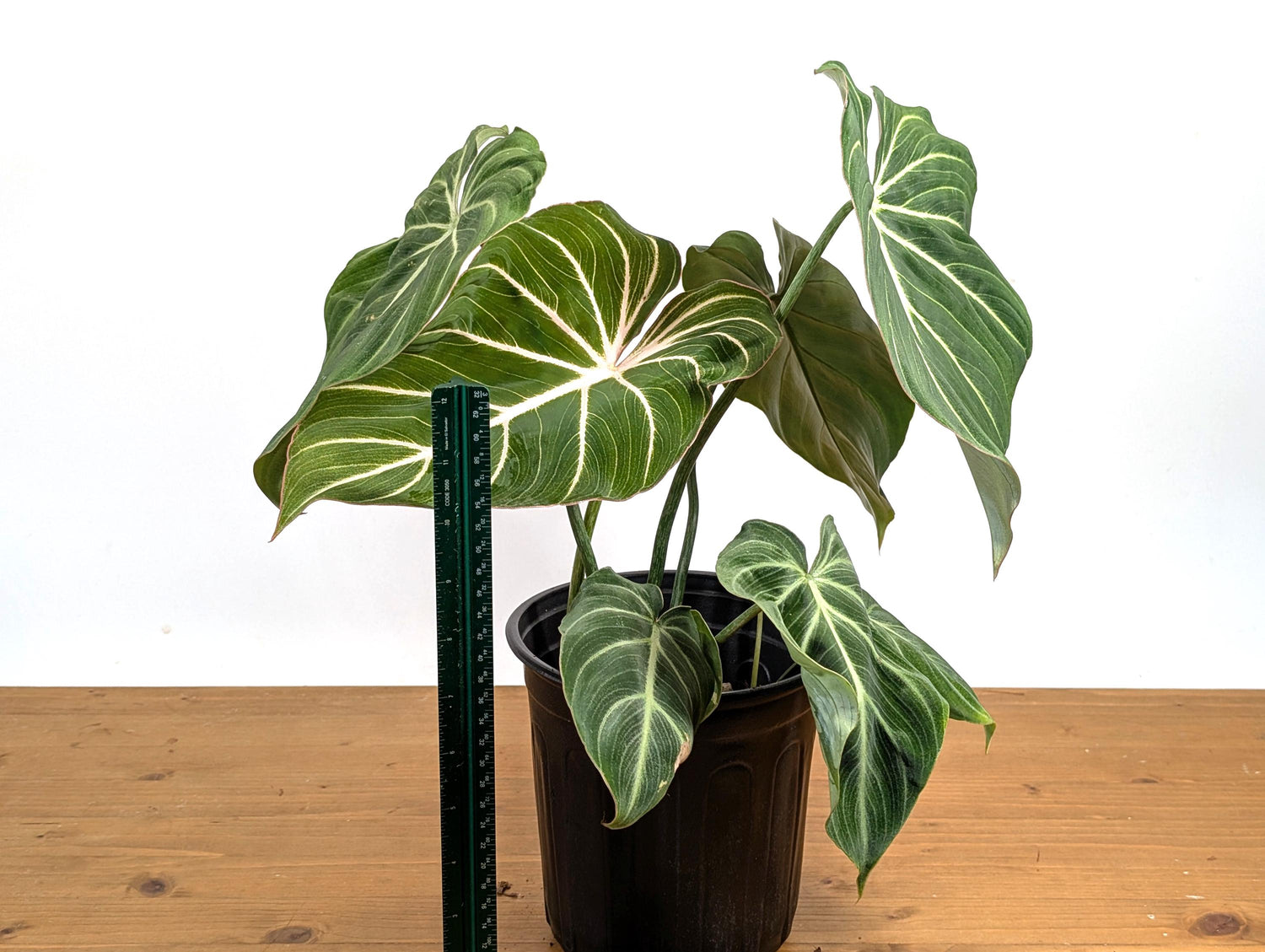 Philodendron Gloriosum &