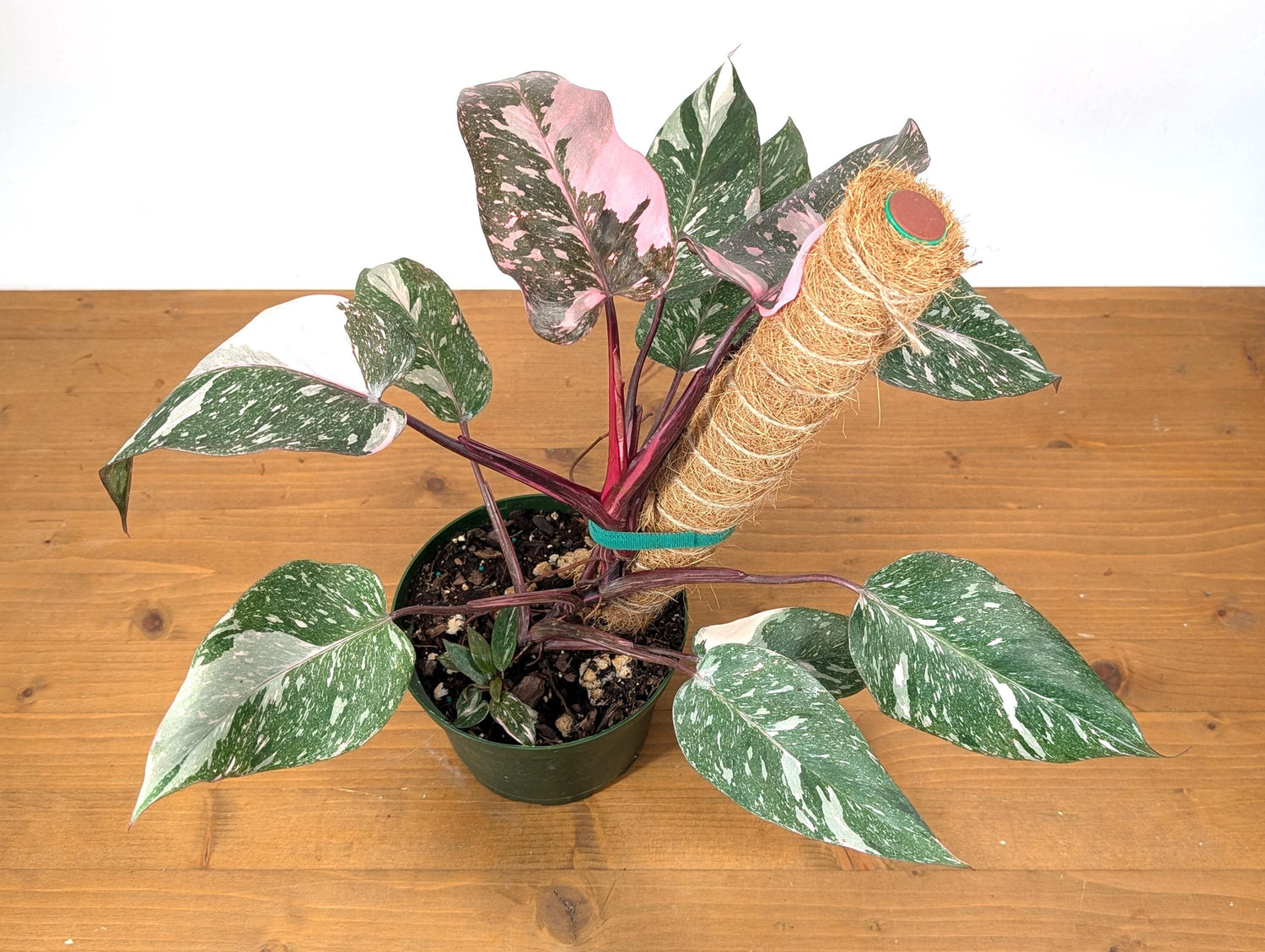 Philodendron Pink Princess Galaxy Variegated Plant in 6 Inch Pot With Coco Pole