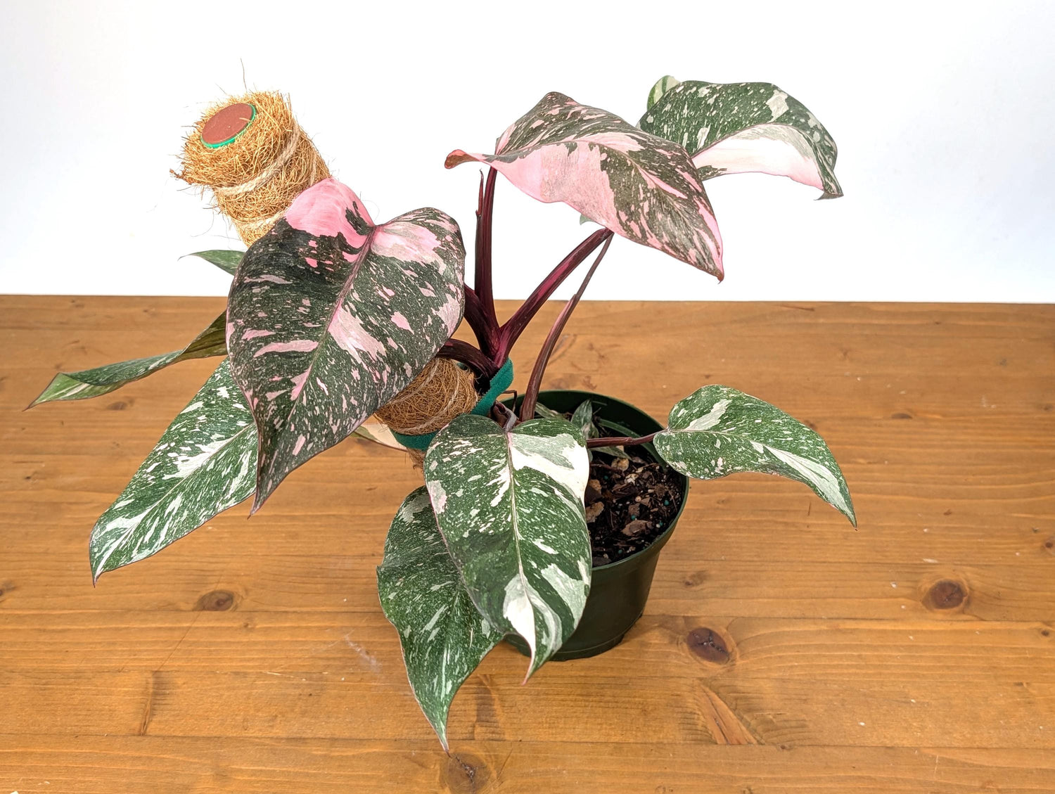 Philodendron Pink Princess Galaxy Variegated Plant in 6 Inch Pot With Coco Pole