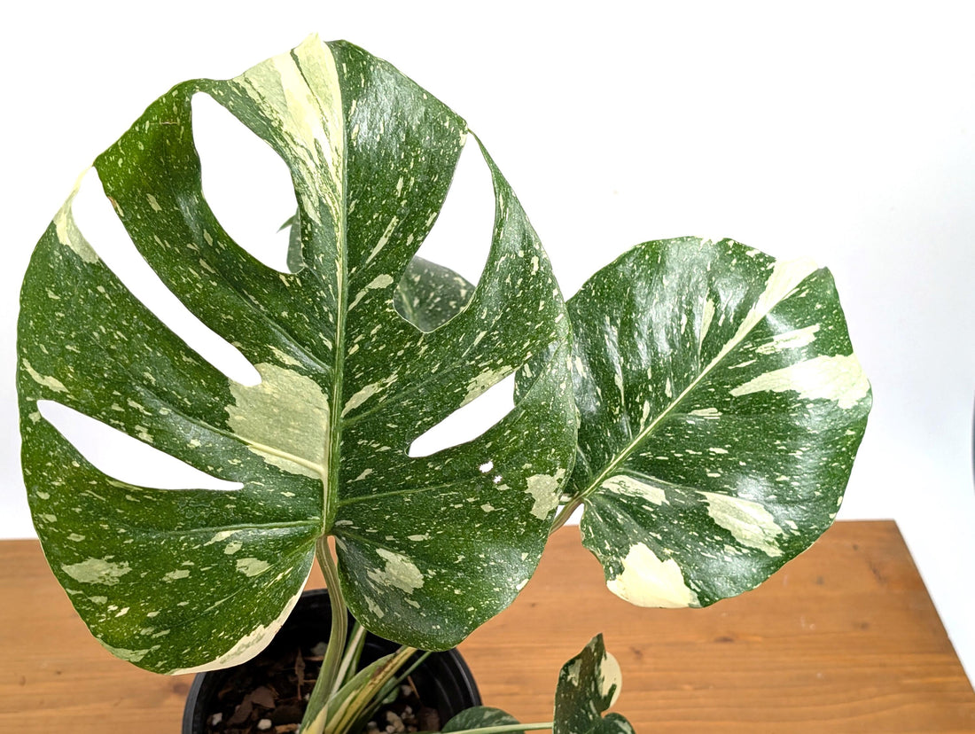 Thai Constellation Monstera 7.5 inch pot 1 Gallon - Plants 16-24&quot; Tall with Split Leaves