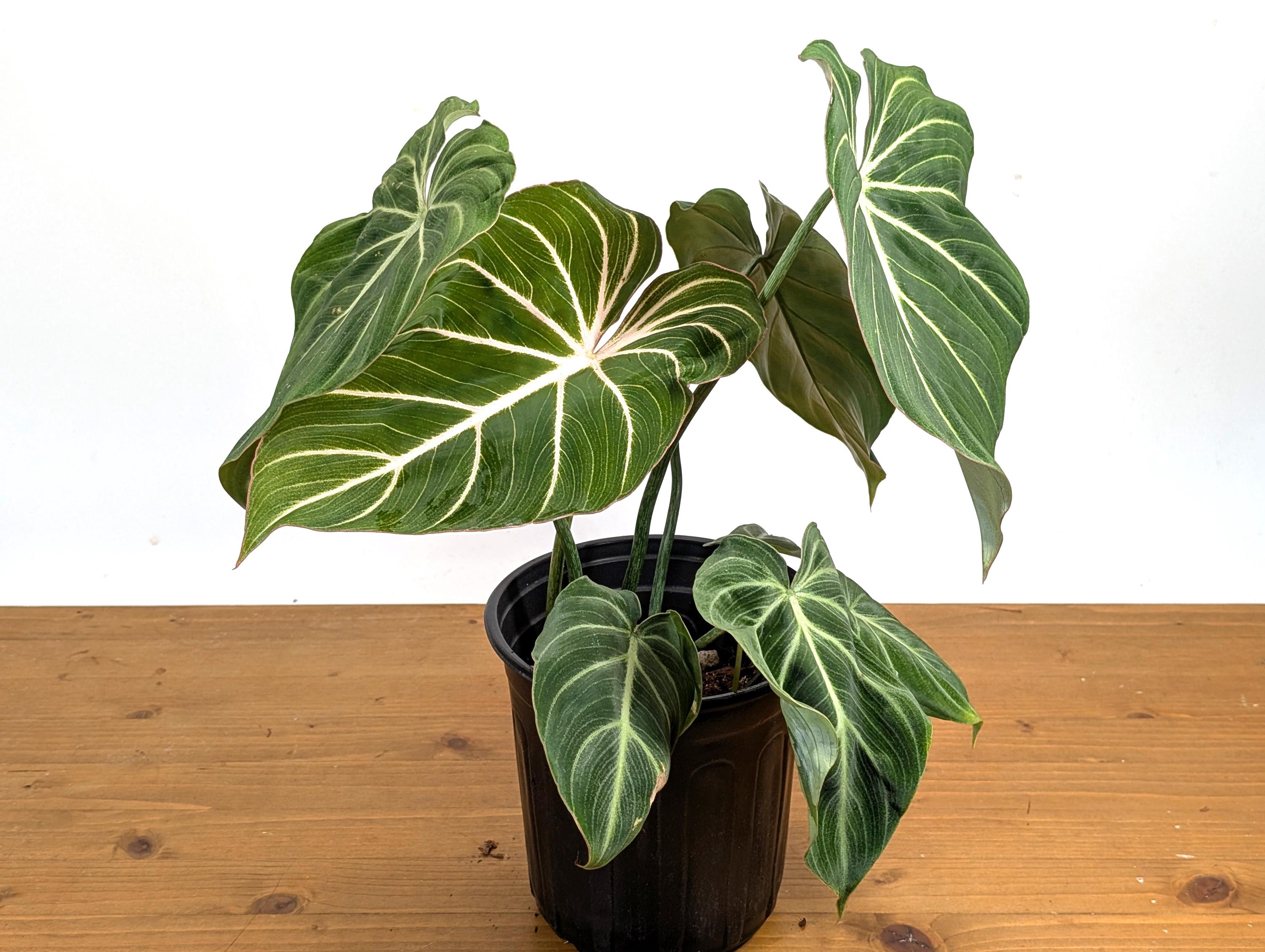 Philodendron Gloriosum &