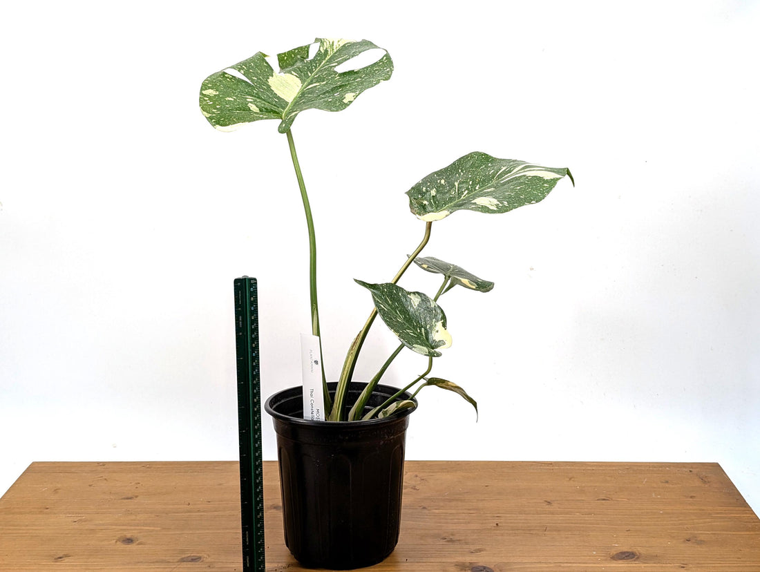 Thai Constellation Monstera 7.5 inch pot 1 Gallon - Plants 16-24&quot; Tall with Split Leaves