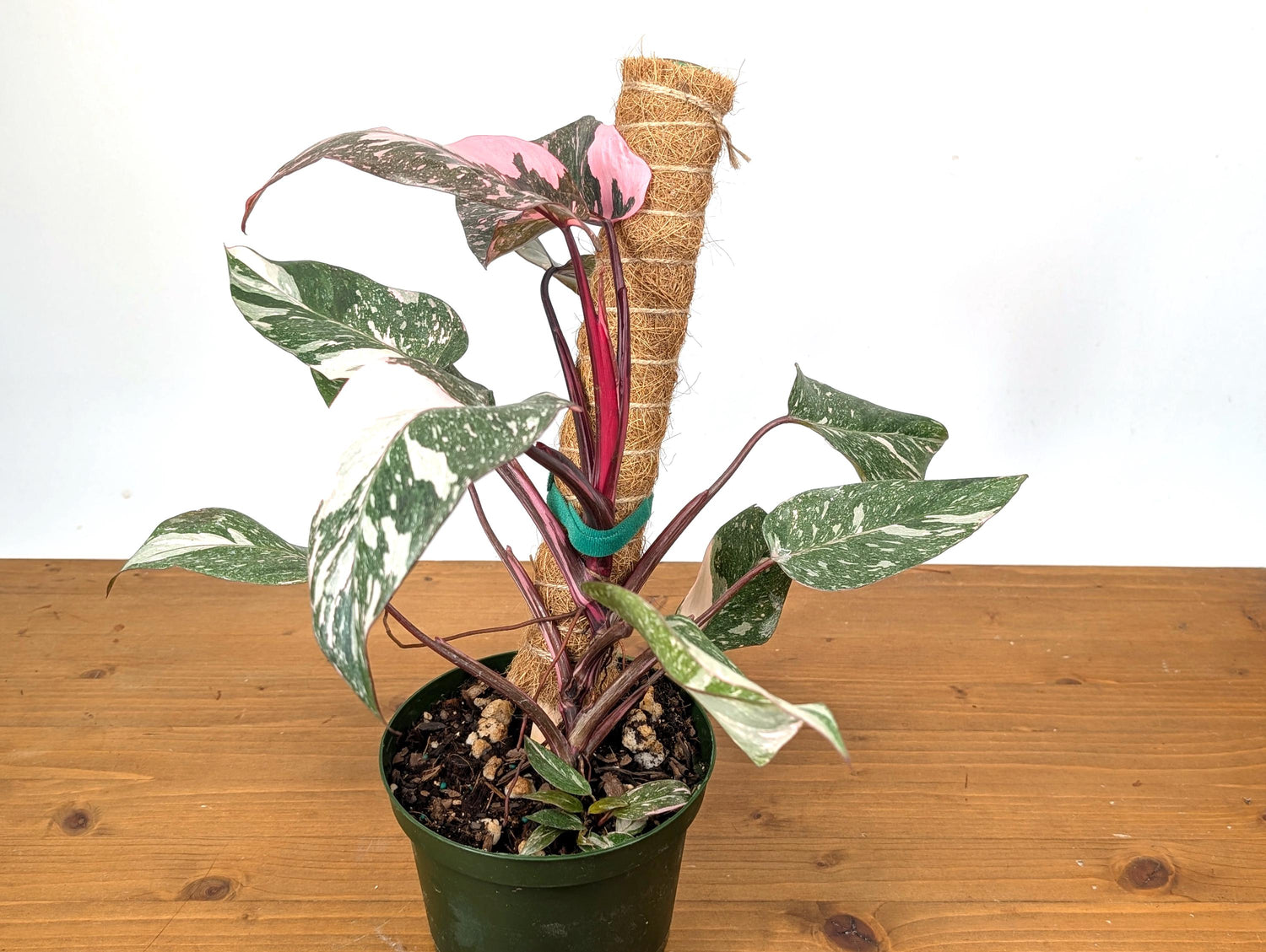 Philodendron Pink Princess Galaxy Variegated Plant in 6 Inch Pot With Coco Pole