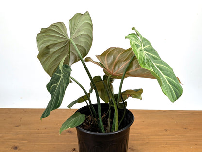 Philodendron Gloriosum &