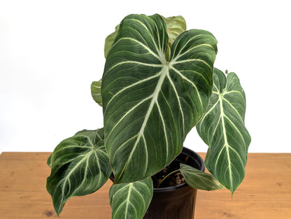 Philodendron Gloriosum &