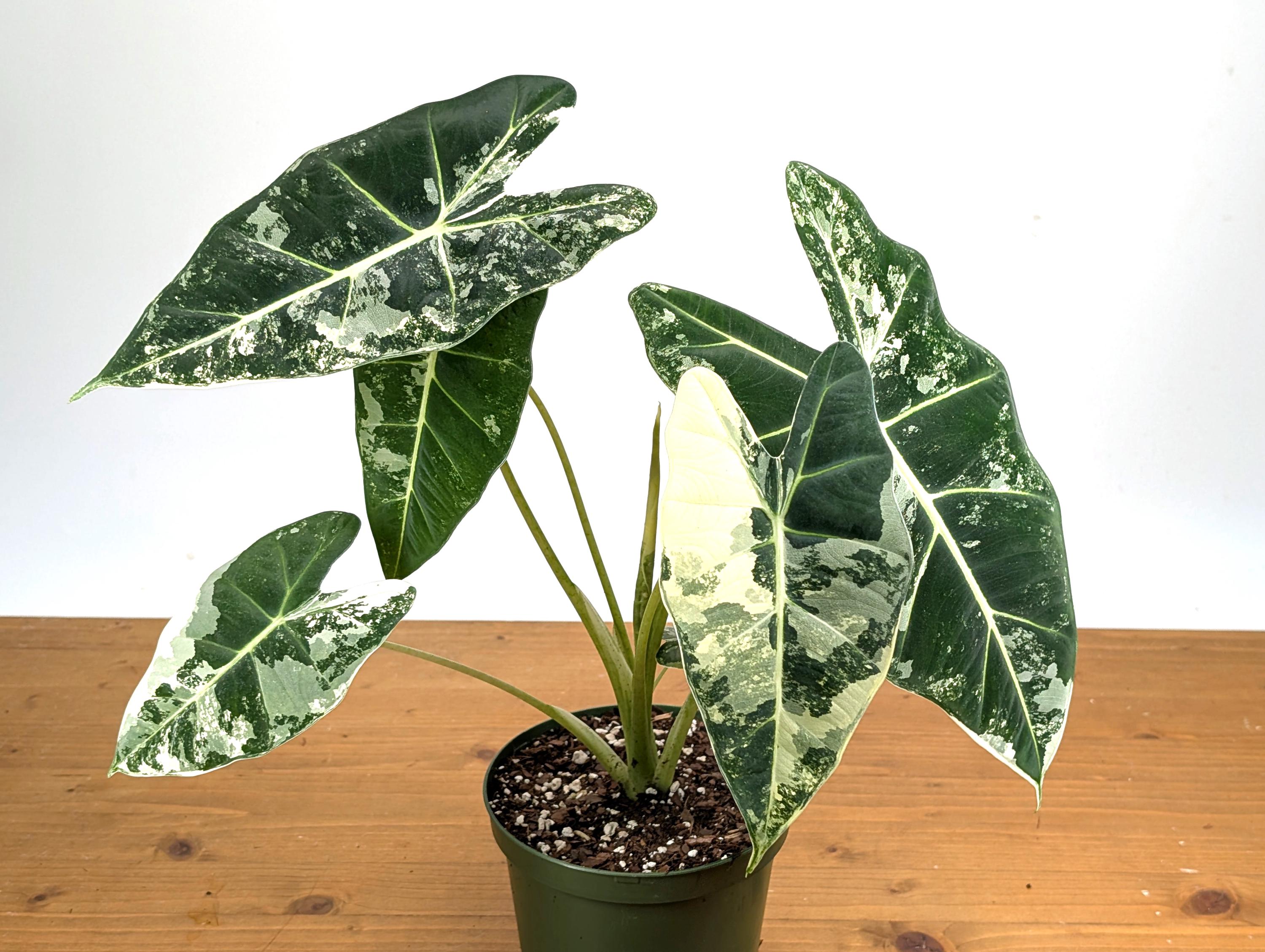 Variegated Alocasia Frydek - High Color Plants Amazing Patterns with Tall Stems - 6 Inch Pots