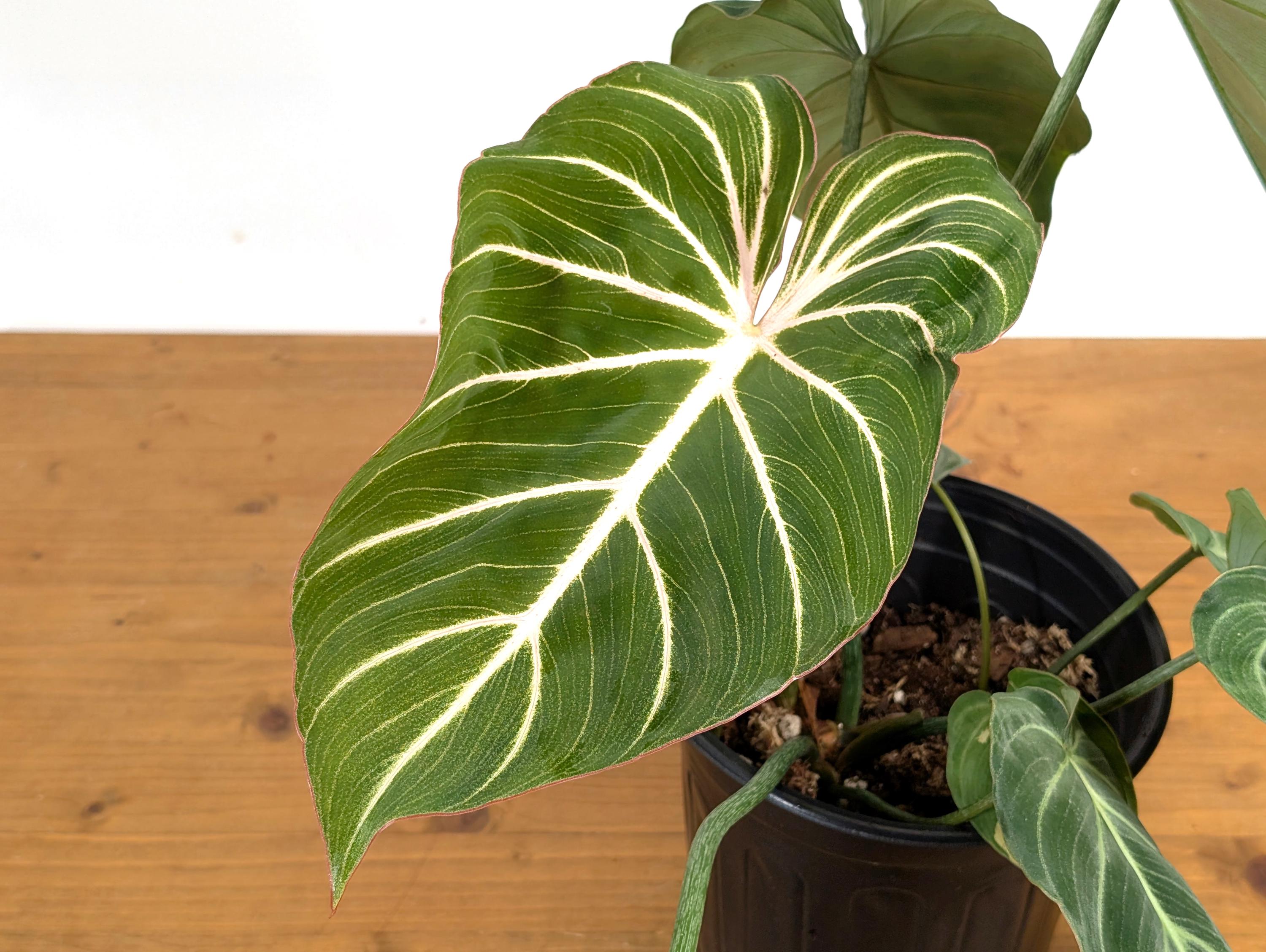 Philodendron Gloriosum &