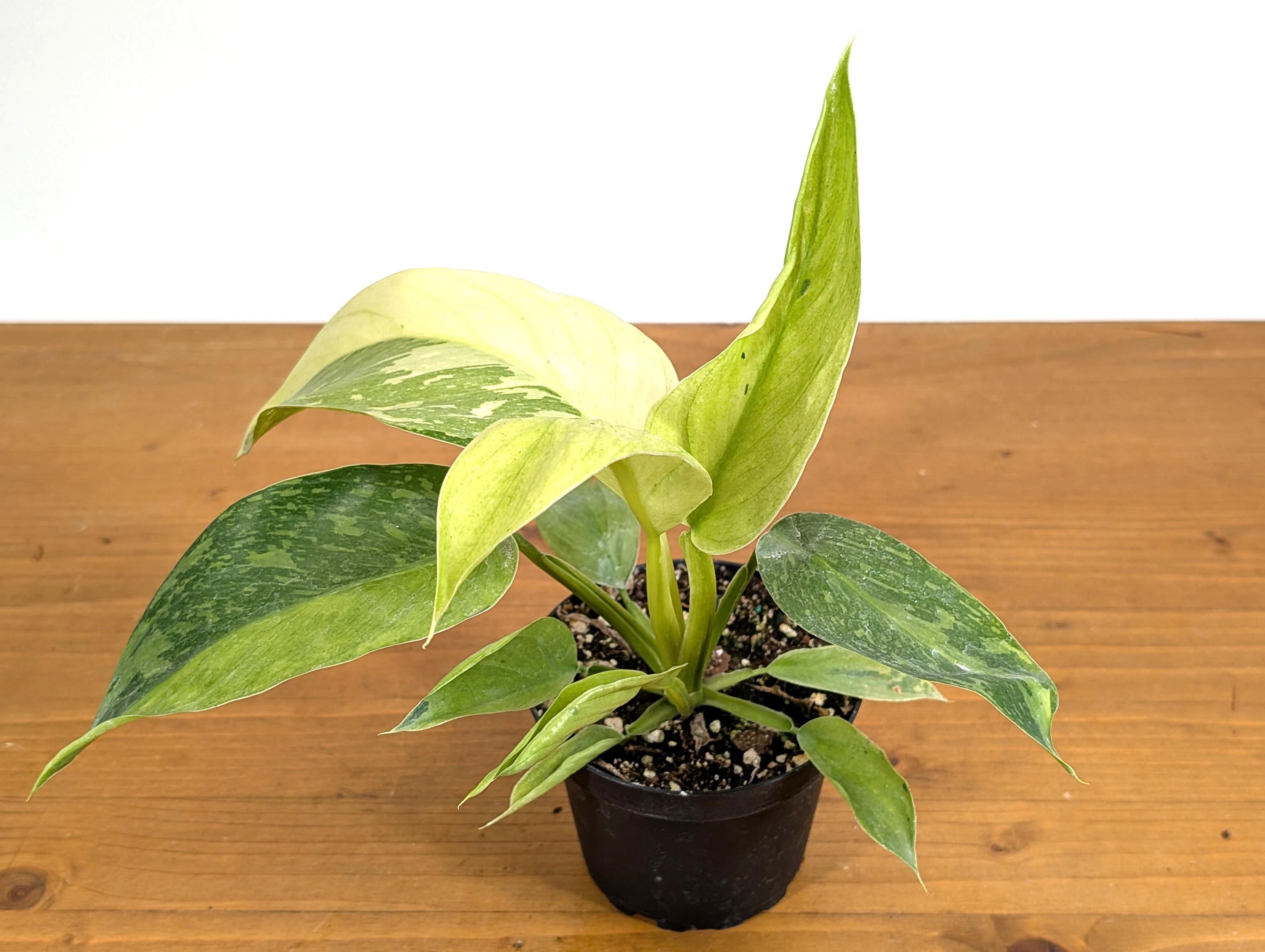 Philodendron Jose Buono 4 inch Pot