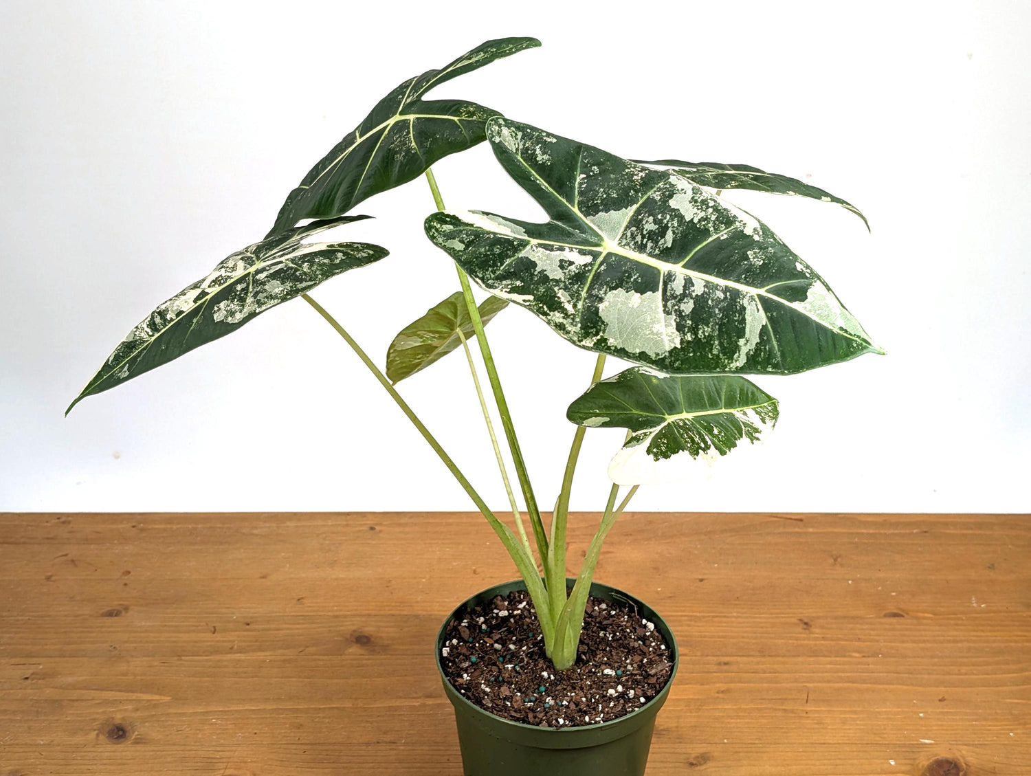 Variegated Alocasia Frydek - High Color Plants Amazing Patterns with Tall Stems - 6 Inch Pots