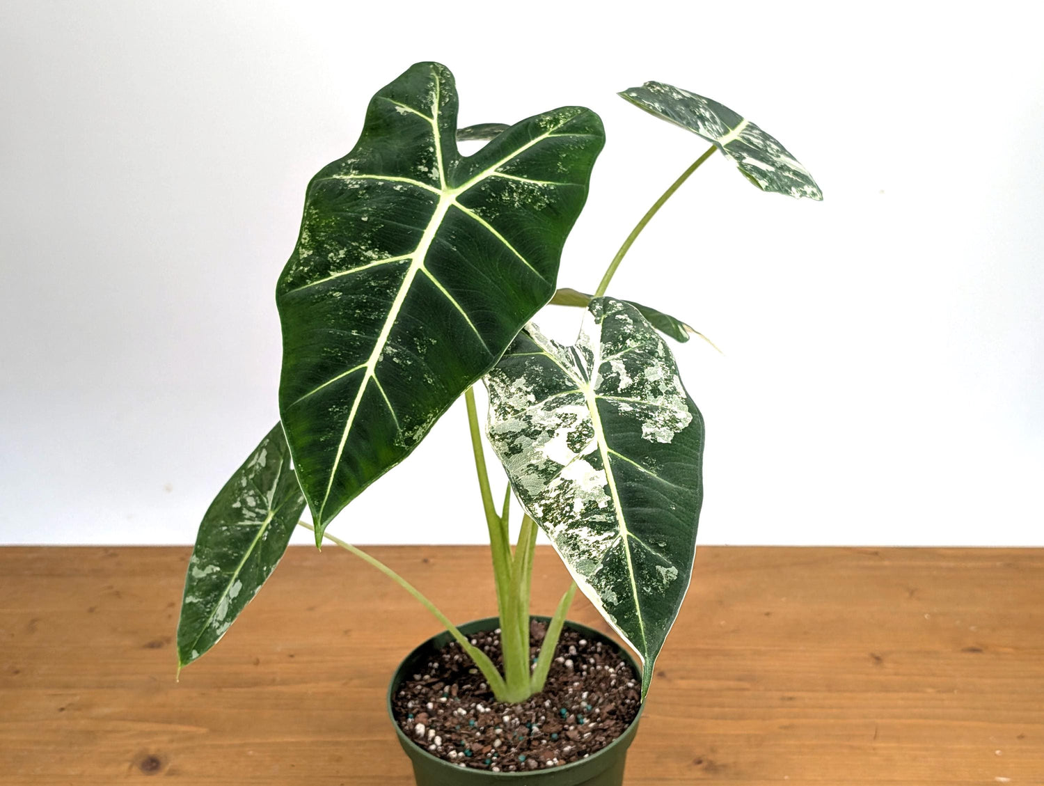 Variegated Alocasia Frydek - High Color Plants Amazing Patterns with Tall Stems - 6 Inch Pots