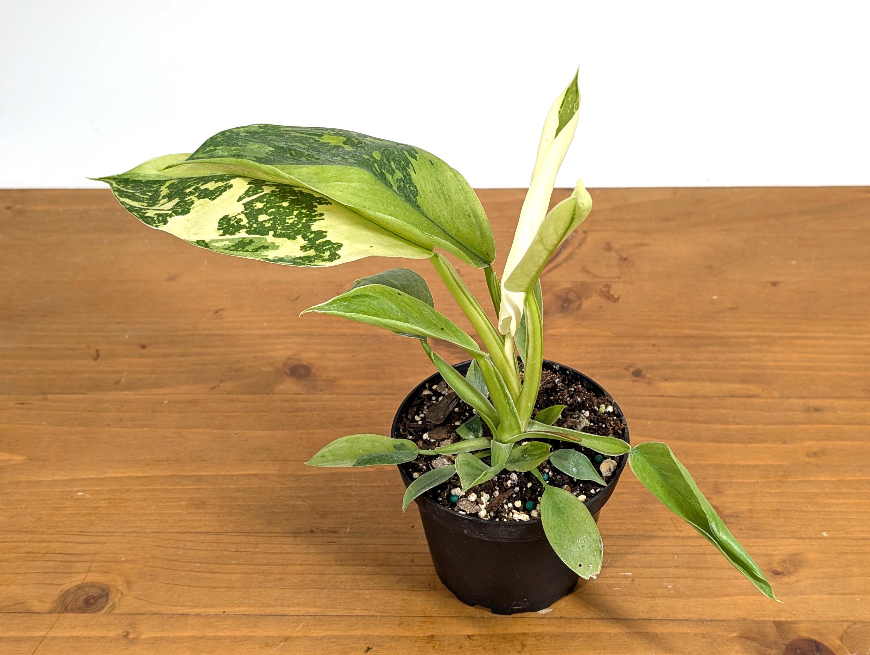 Philodendron Jose Buono 4 inch Pot