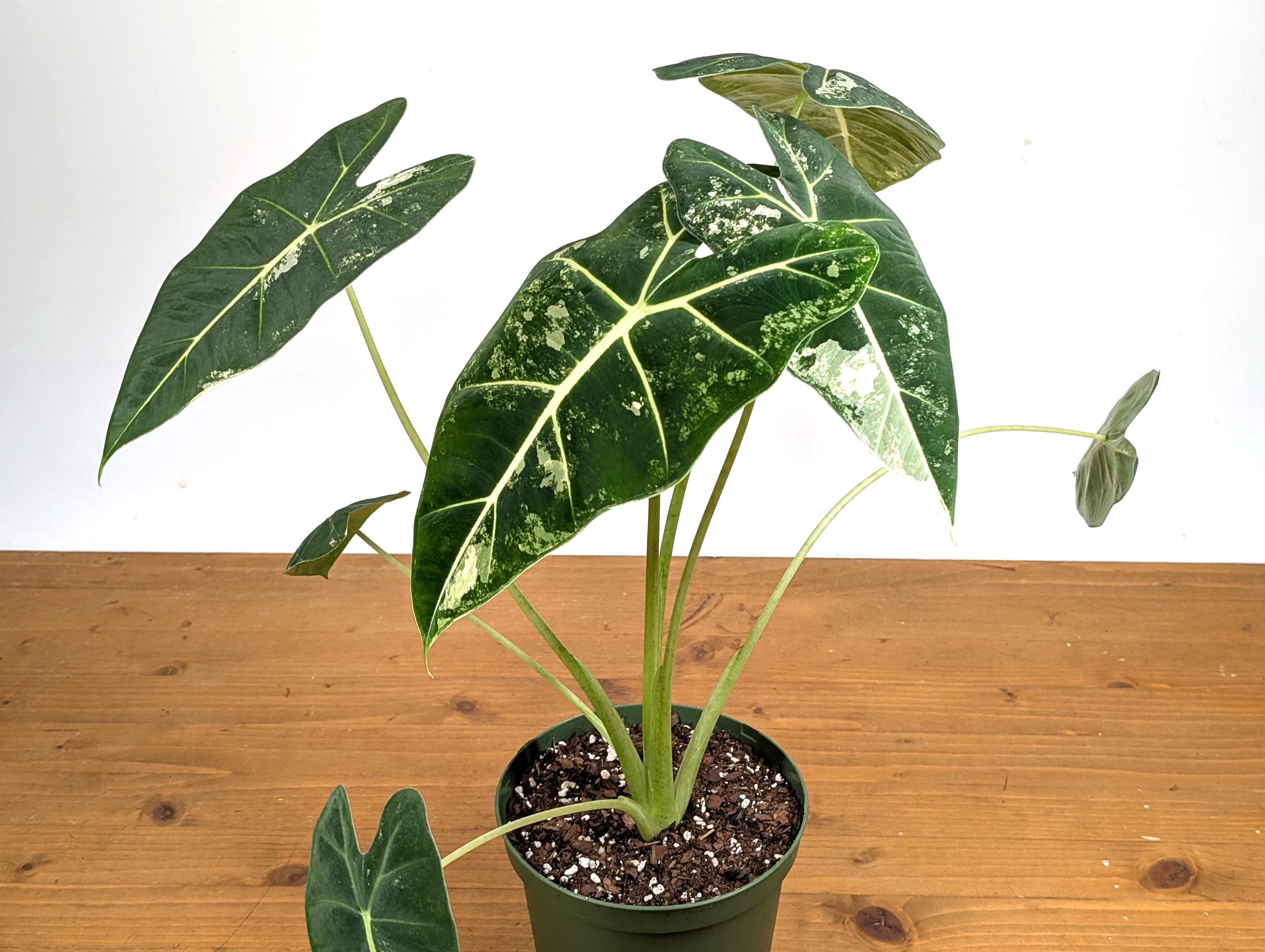 Variegated Alocasia Frydek - High Color Plants Amazing Patterns with Tall Stems - 6 Inch Pots