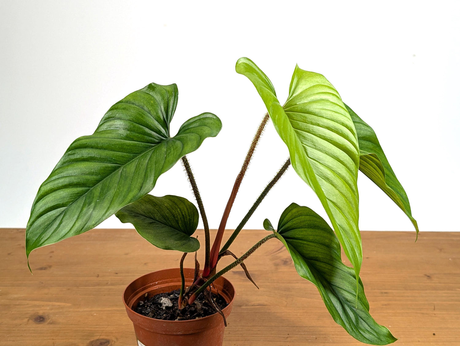 Philodendron Pseudoverrucosum