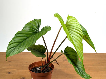 Philodendron Pseudoverrucosum