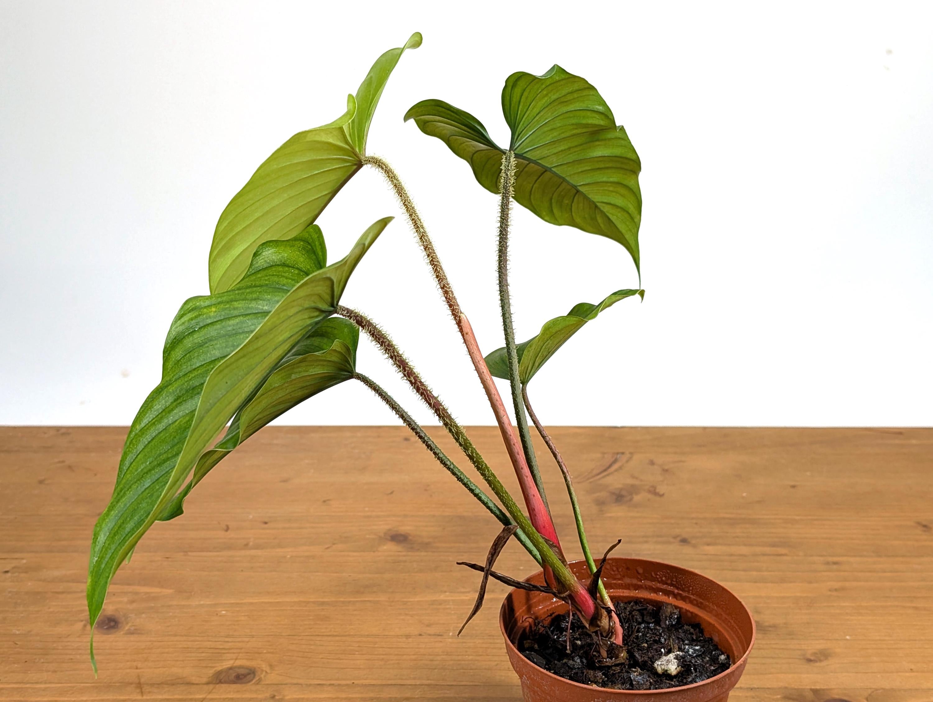 Philodendron Pseudoverrucosum