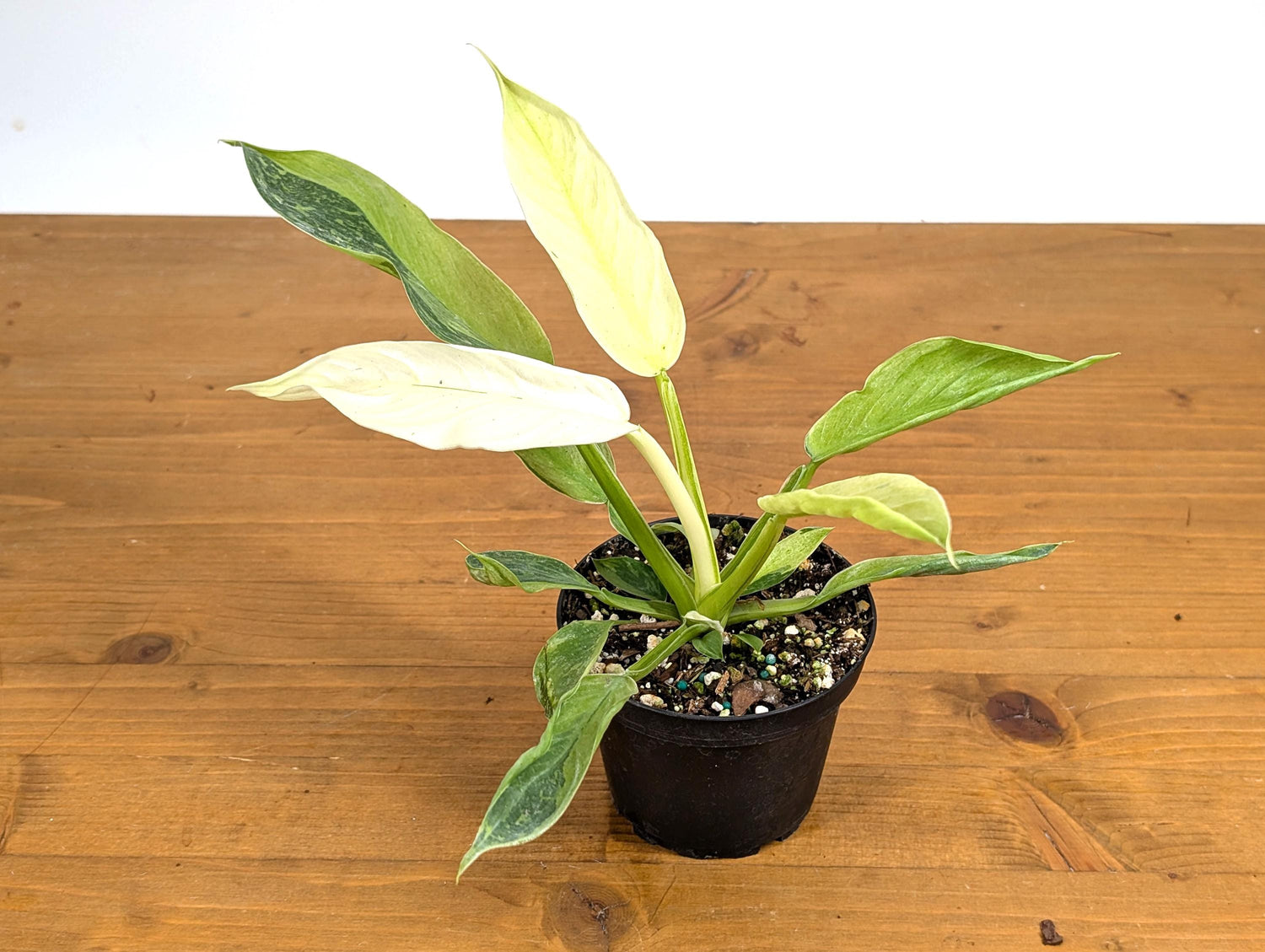 Philodendron Jose Buono 4 inch Pot