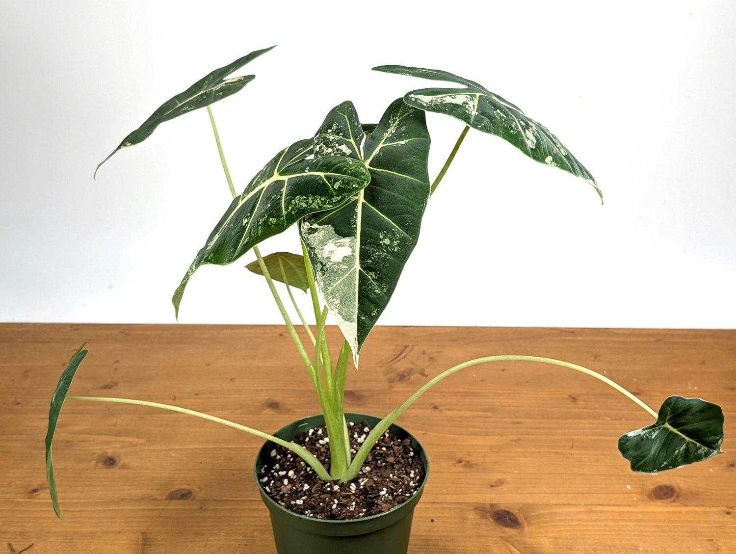 Variegated Alocasia Frydek - High Color Plants Amazing Patterns with Tall Stems - 6 Inch Pots