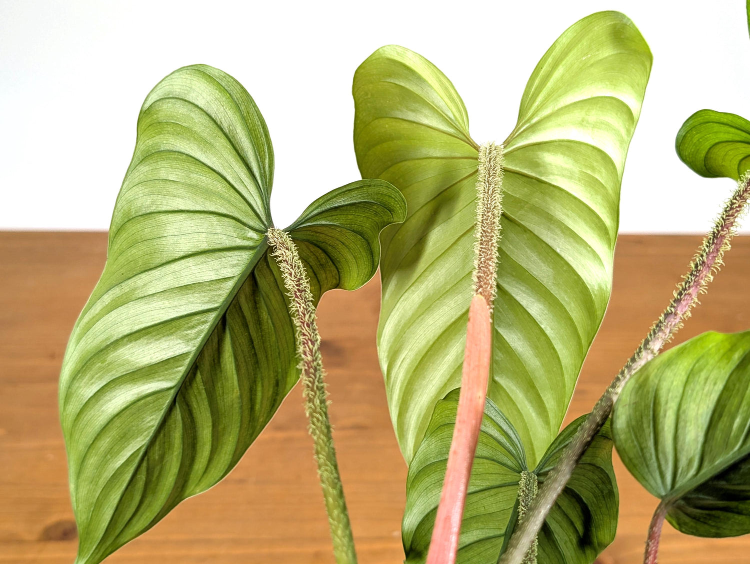 Philodendron Pseudoverrucosum