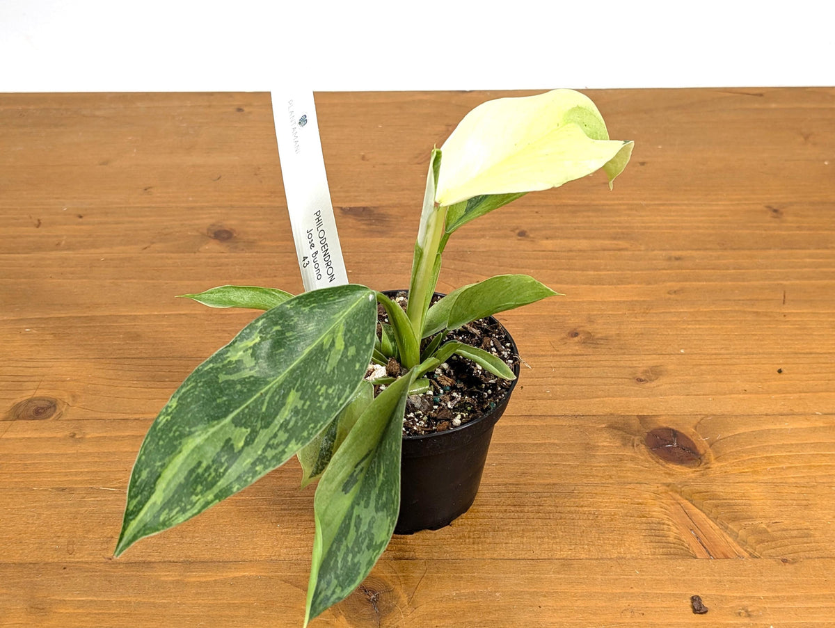 Philodendron Jose Buono