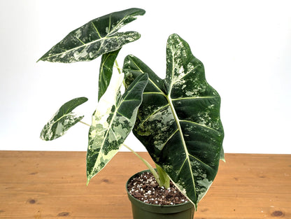 Variegated Alocasia Frydek - High Color Plants Amazing Patterns with Tall Stems - 6 Inch Pots