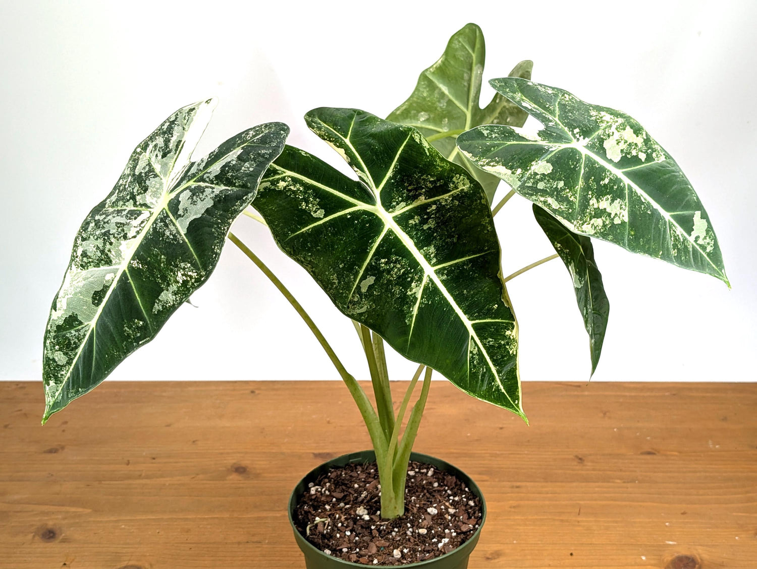 Variegated Alocasia Frydek - High Color Plants Amazing Patterns with Tall Stems - 6 Inch Pots