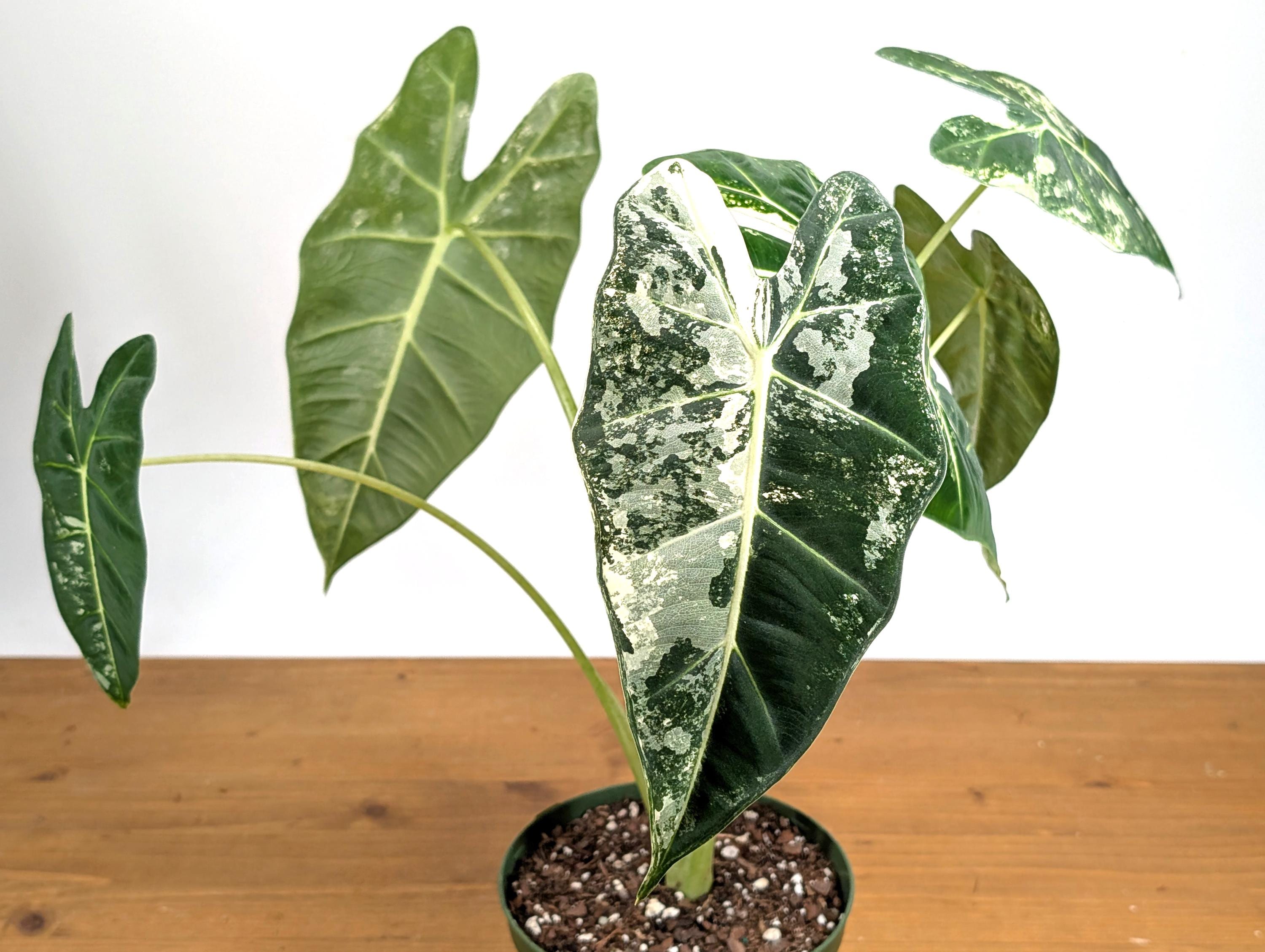 Variegated Alocasia Frydek - High Color Plants Amazing Patterns with Tall Stems - 6 Inch Pots