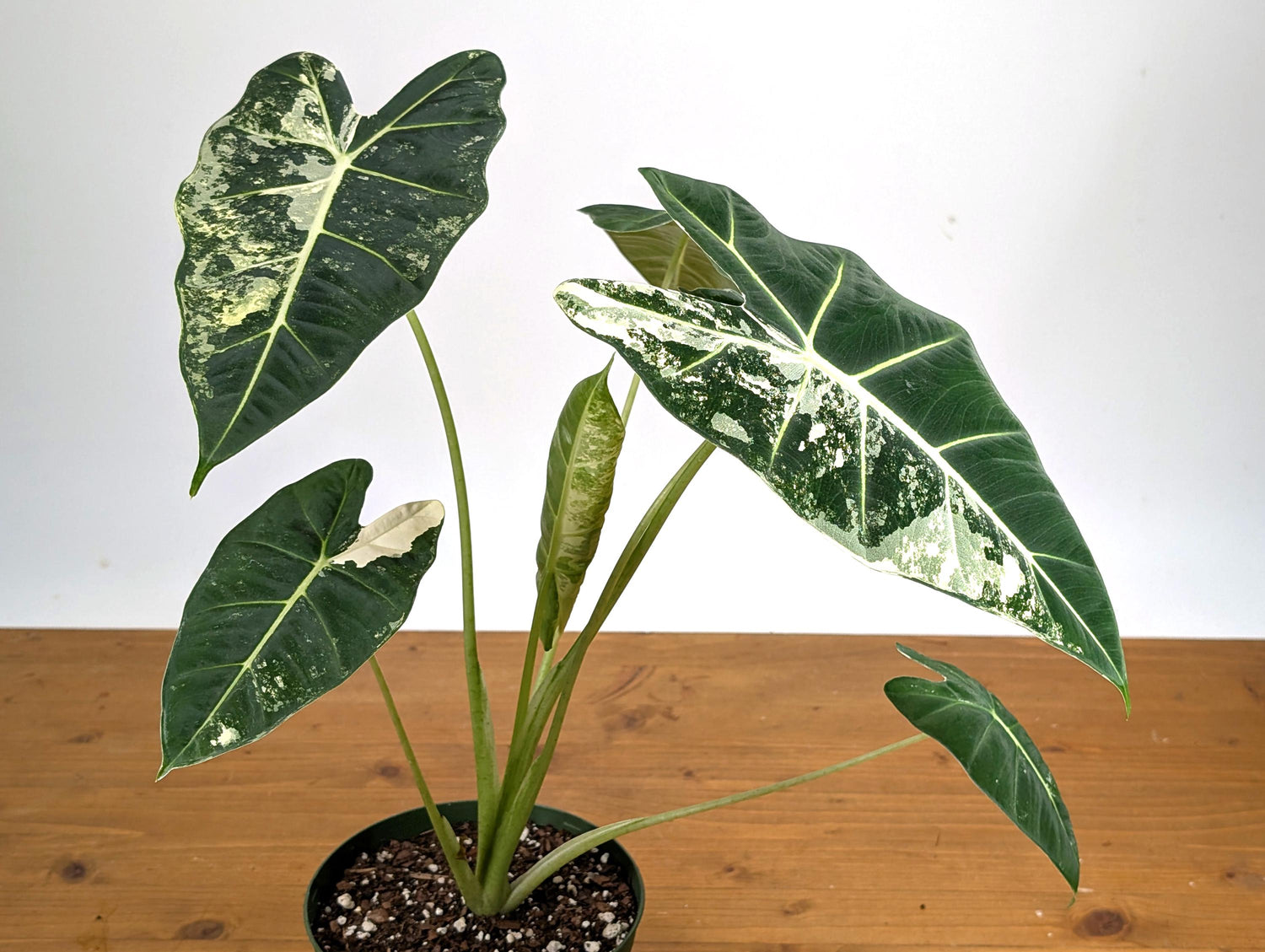 Variegated Alocasia Frydek - High Color Plants Amazing Patterns with Tall Stems - 6 Inch Pots