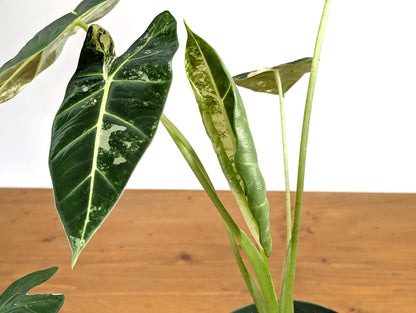 Variegated Alocasia Frydek - High Color Plants Amazing Patterns with Tall Stems - 6 Inch Pots