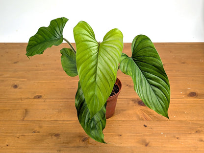 Philodendron Pseudoverrucosum