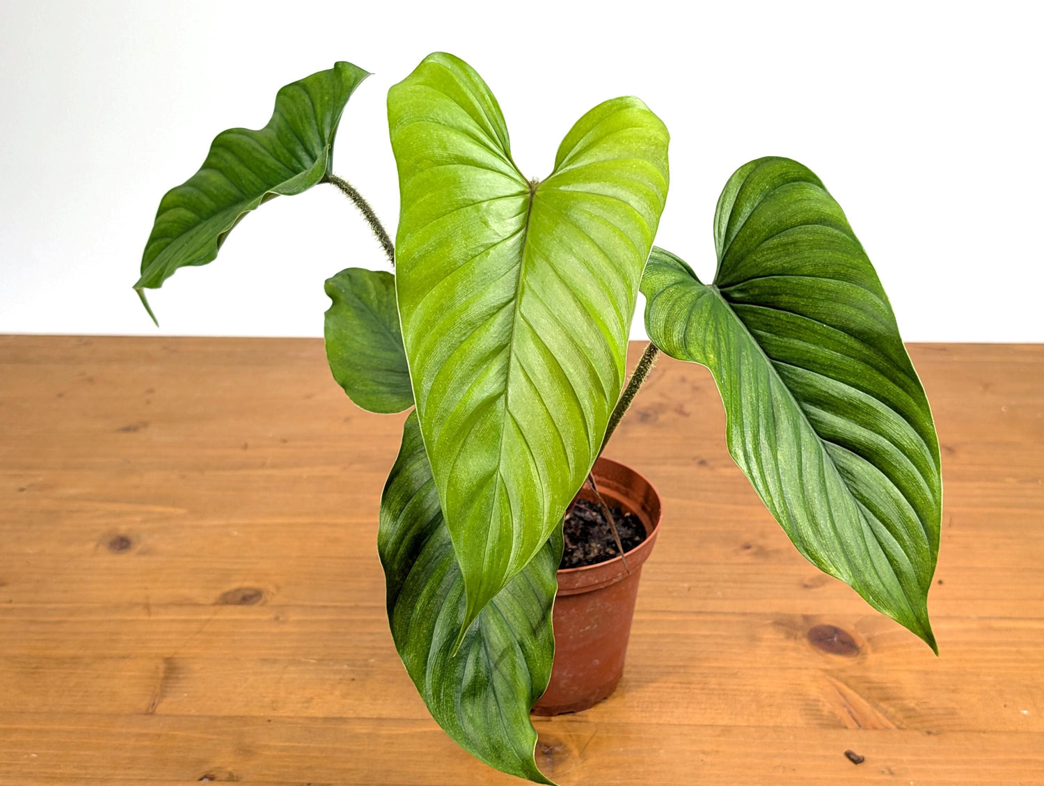 Philodendron Pseudoverrucosum