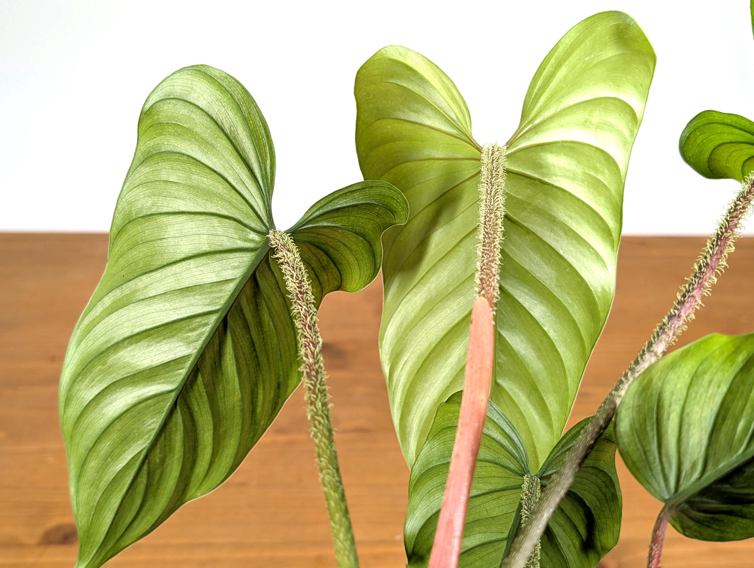 Philodendron Pseudoverrucosum