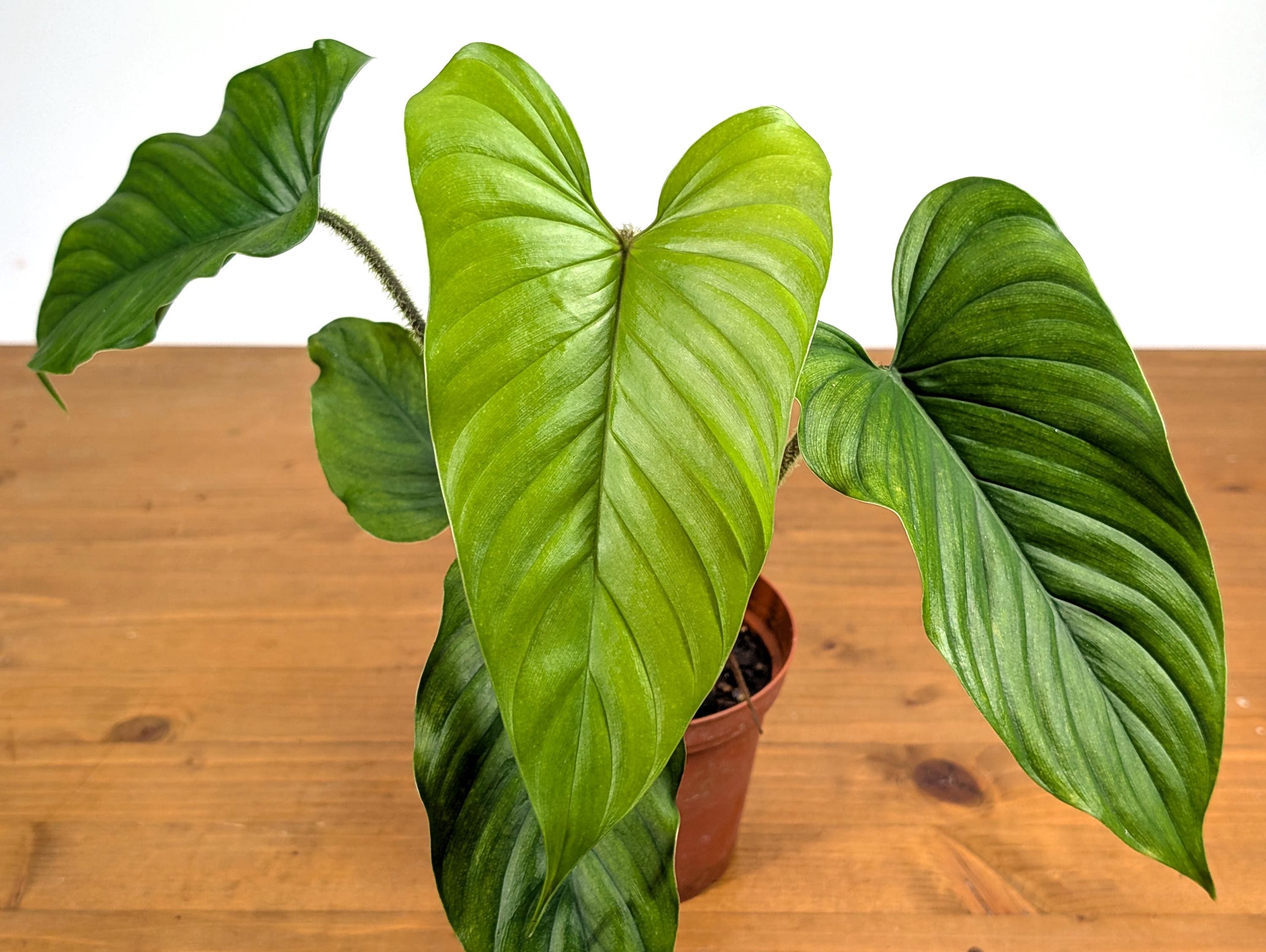 Philodendron Pseudoverrucosum