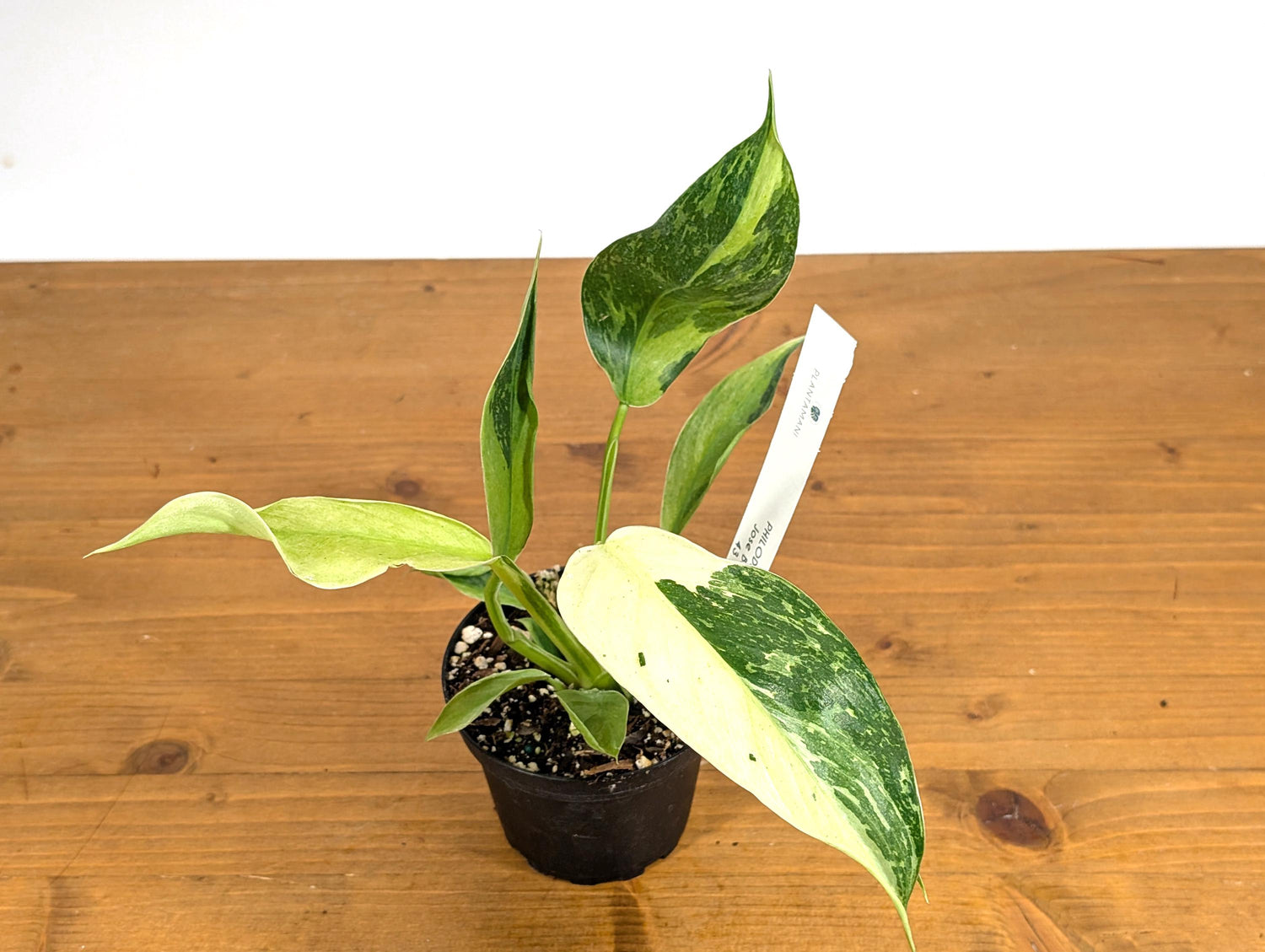 Philodendron Jose Buono 4 inch Pot