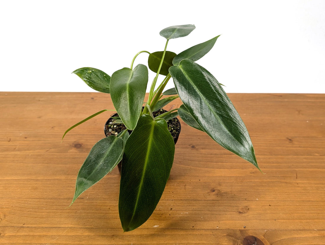 Philodendron Spiritus Sancti