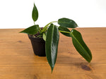 Philodendron Spiritus Sancti