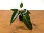 Philodendron Spiritus Sancti