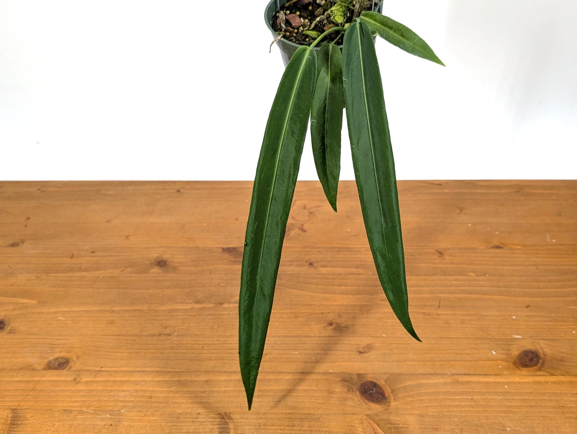 Anthurium Pallidiflorum | 4 inch pot  Plantamani Plants
