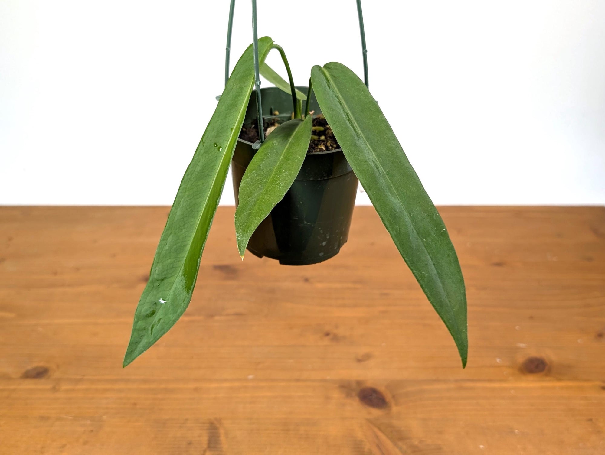 anthurium pallidiflorum vs vittarifolium Anthurium Pallidiflorum