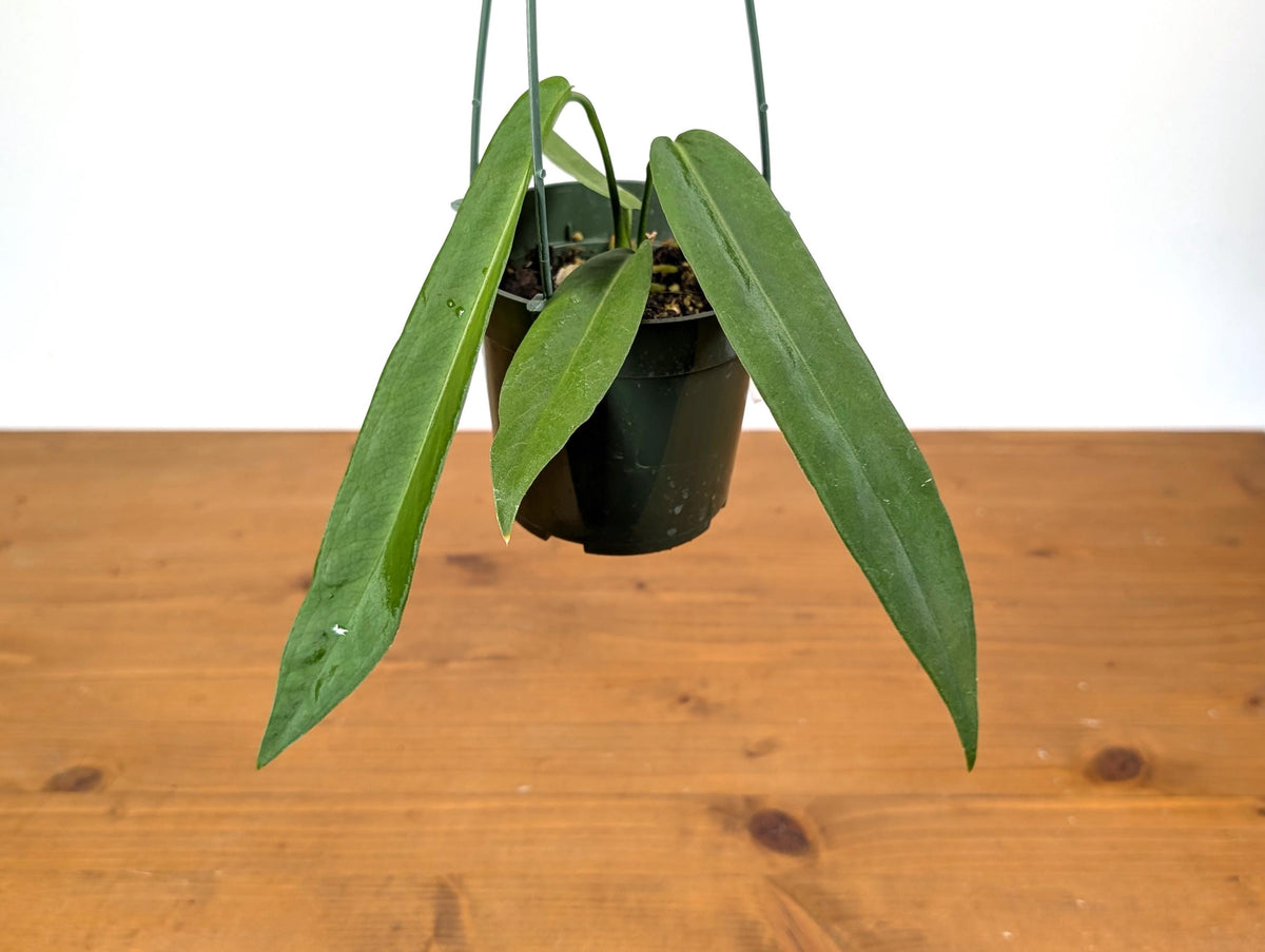 Anthurium Pallidiflorum
