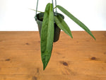 Anthurium Pallidiflorum