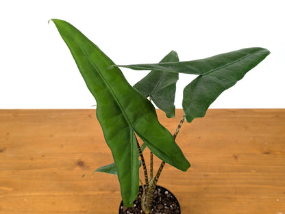 Alocasia Tigrina Superba in 4 Inch Pot