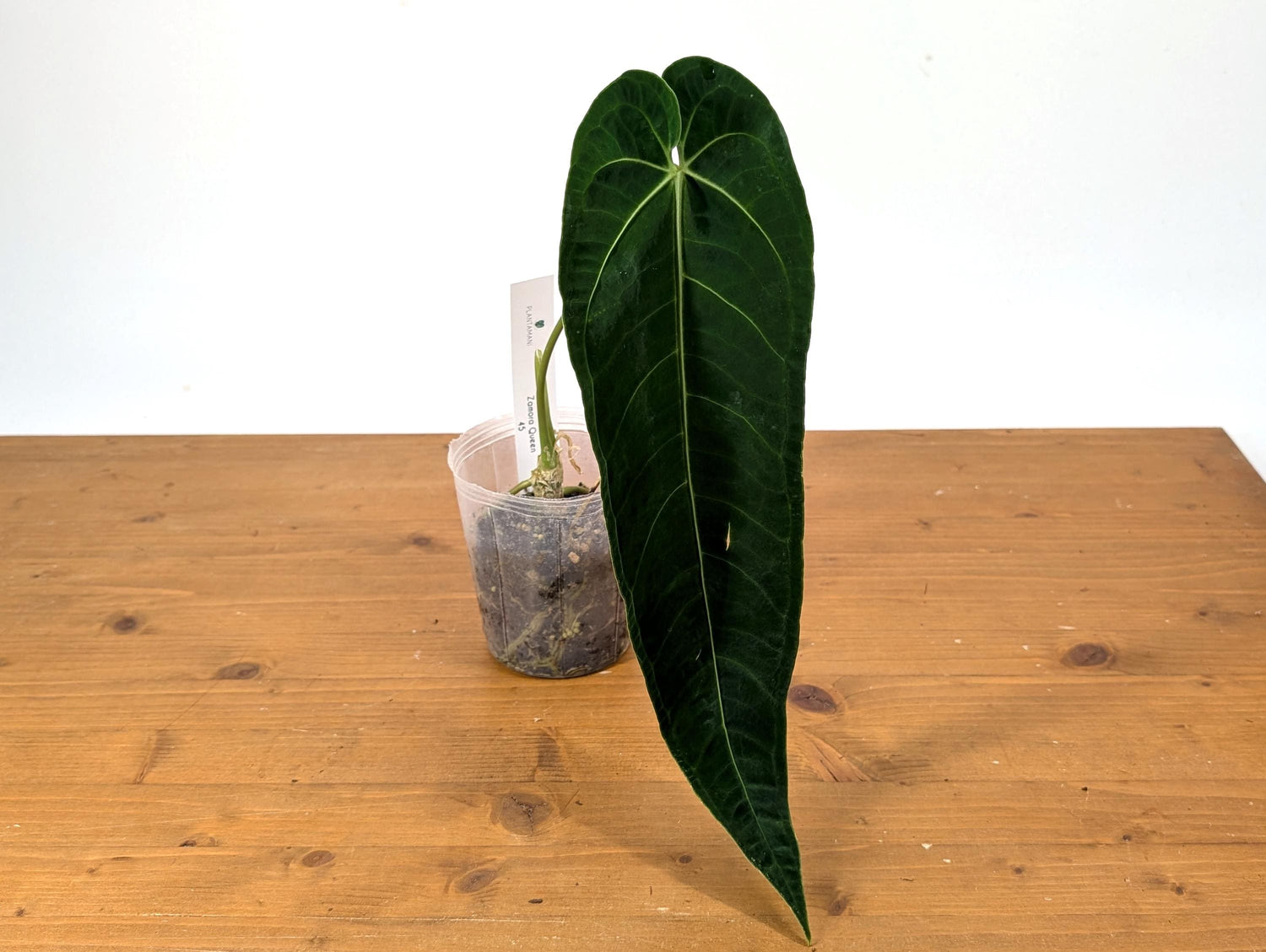 Anthurium Zamora Queen - One Leaf Over 12&quot; Long