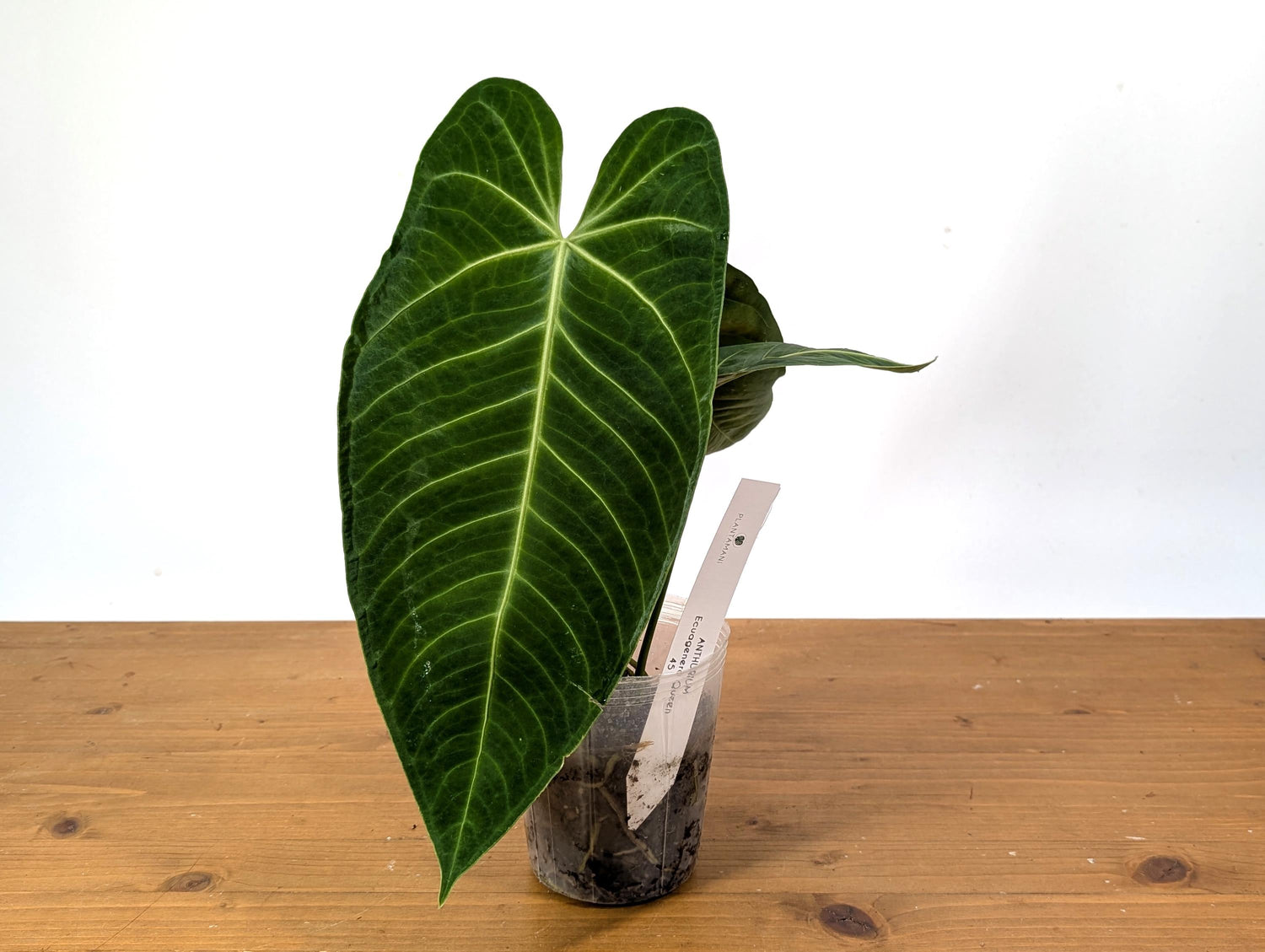 Anthurium Warocqueanum x Waterburyanum